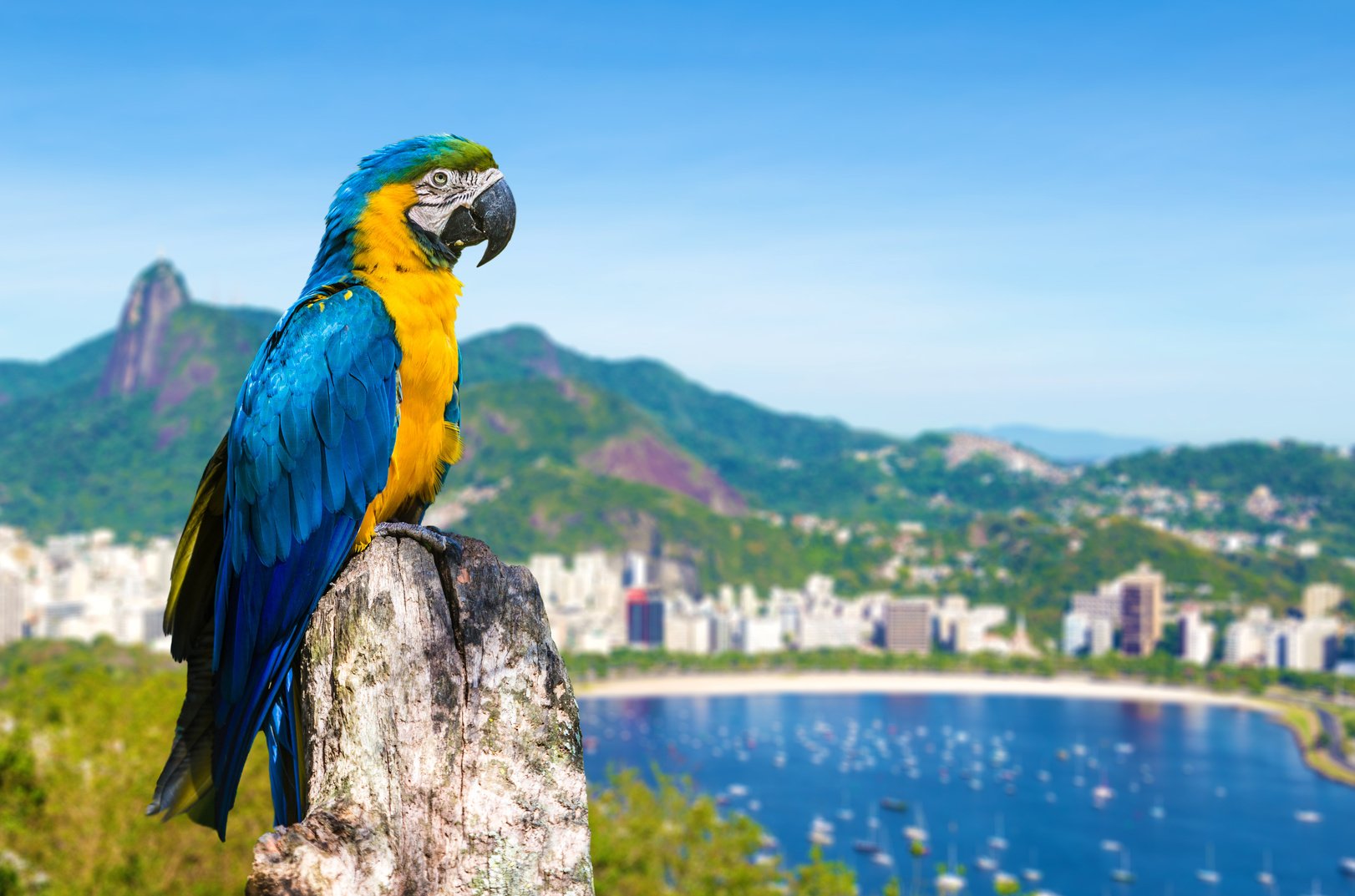 Colorful Macaw bringing beauty to Rio de Janeiro