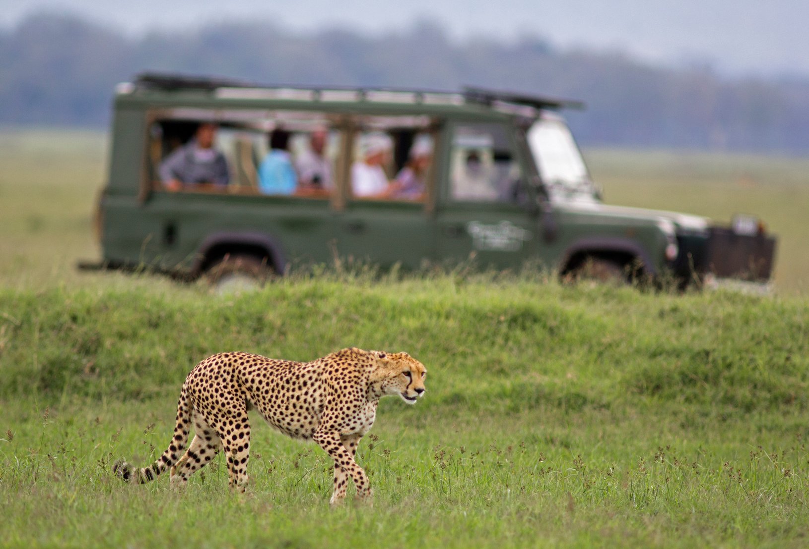 African safari